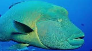 humphead wrasse sound [upl. by Lina]