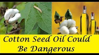 CottonSeed Oil Could be Dangerous For Your Health Watch This Video to Believe [upl. by Rundgren62]