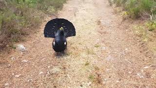 Capercaillie attack in the Scottish highlands [upl. by Aivatahs]