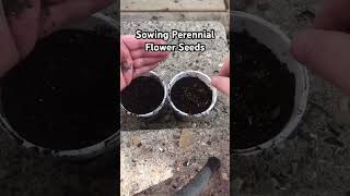 Sowing Perennial Flower Seeds Prairie Coneflower and Purple Echinacea garden perennialgarden [upl. by Jemmie]