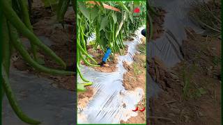 Pepper planting planting tips pepper planting technology shakeSound helps farmers [upl. by Queena]