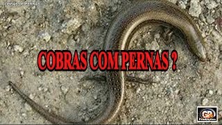 COBRAS DE PERNAS [upl. by Annala]