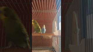 Il canto della cocorita 🦅 The song of the parakeet [upl. by Ibby]