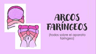 ARCOS FARÍNGEOS Y SUS DERIVADOS  Embriología de cara y cuello [upl. by Ainnek214]