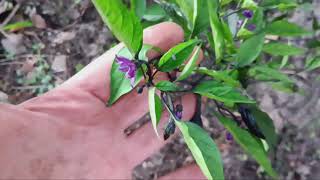 Transplanting Peppers [upl. by Adnomal]