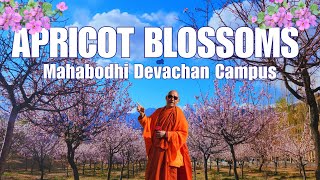 Apricot Blossoms 🌸 at Mahabodhi Devachan Campus  Bhikkhu Sanghasena  2024 [upl. by Lorusso]