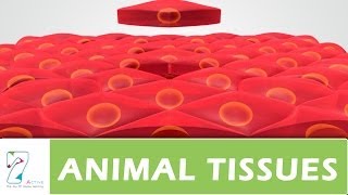 ANIMAL TISSUES PART 02 [upl. by Ohs]