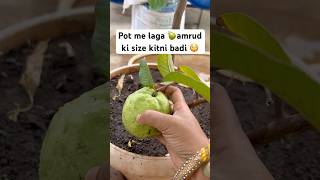 gardening 🧑‍🌾 amrud plants fruits organic terracegarden ￼ [upl. by Orlosky]