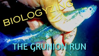 Biologyzing the Grunion Run [upl. by Greggory358]