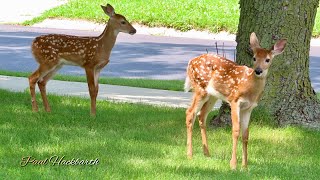 White Tail Deer Fawns in Iowa [upl. by Yesac]