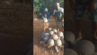 Queimando panelas de Barro parte 2  panelas Barro agro roça viral [upl. by Lehpar]