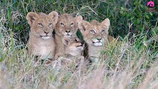 क्रुगर में 15 शेर शावक खो गए 15 Lion Cubs Lost In Kruger [upl. by Nairrad]