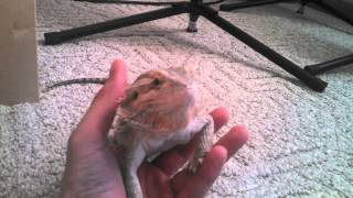 Bearded dragon yawning filmed with Droid Maxx HD [upl. by Horan]