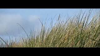 sandbanks rustlinggrass [upl. by Anitnerolf]