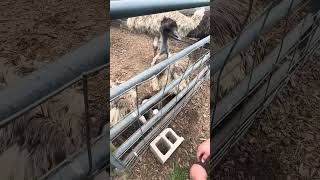 The Emu ATTACK… He Took What Did he give it back EMU NY [upl. by Eniortna]