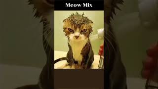 Meow Mix  Meow Meow Song Chill out Cute Cat Funny Cat shorts [upl. by Minoru]