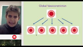 Vasoconstriction and Vasodilation [upl. by Aihsekyw]