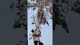 The process of picking persimmons from the top of the tree [upl. by Lally]