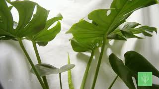 Geminy Monstera Time Lapse  12 Days [upl. by Adaliah]