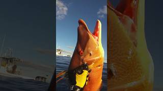 Spearfishing giant Hogfish [upl. by Auburta]