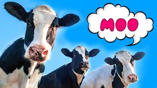 Mooing cows for kids Funny cow dance [upl. by Latea]