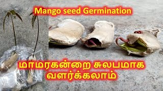 How to Grow Mango Plant from Seed in Home Easily  Tamil  Mango Seed Germination [upl. by Suired]