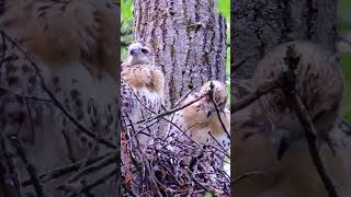 244🦅 RedTailed Hawk  Hungry Baby Hawks Calls for Dinner in the Treetop Nest [upl. by Oremor874]