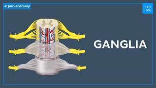 Types of ganglia  Quick Anatomy  Kenhub [upl. by Onaireves]