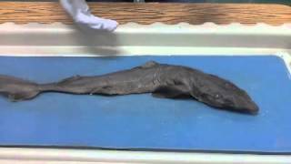 Dogfish Shark Dissection [upl. by Yelhak993]