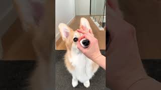 Cutest Dog Tricks Ever Caught on Camera [upl. by Riggs362]