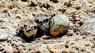 Red Wattled Lapwing Hatching Her Three Eggs [upl. by Alithia]