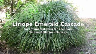 Ornamental Grasses  Liriope Muscari Emerald Cascade  A great ground cover plant for dry shade [upl. by Burtie]