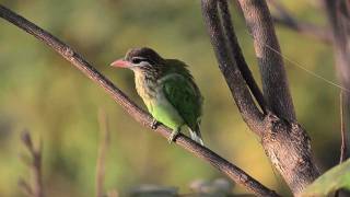 Whitecheeked Barbet [upl. by Namie654]