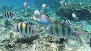 Red Sea Eilat Princess Beach Jun24 [upl. by Ellard]