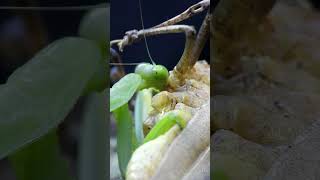 Mantises eat giant grasshoppers  Tropical Forest Bees mantis [upl. by Estele646]