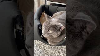 Silver Coat Beauty cat catvideos cute [upl. by Aleunamme]