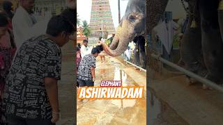 Elephant Ashirwadm in Sringeri Sharada Peetham [upl. by Asiuol]