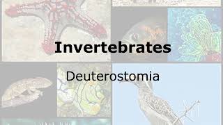 Invertebrates Clade Deuterostomia [upl. by Nottage]