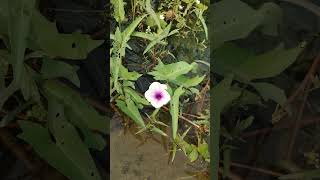 কলমি শাকের ফুল। Ipomoea aquaticariver spinachwater morning glorywater convolvulusSwamp cabbage [upl. by Vail]