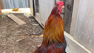 Cubalaya Bantam Cross [upl. by Nosral237]