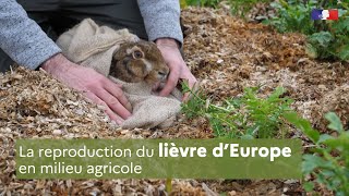 La reproduction du lièvre dEurope en milieu agricole [upl. by Halford]