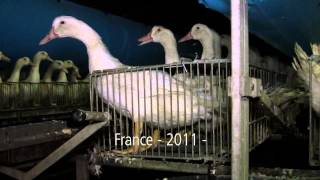 Foie gras  80 des cages utilisées en France sont illégales [upl. by Gelb]