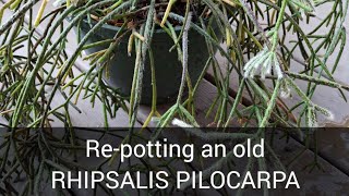 RePotting an old Rhipsalis Pilocarpa [upl. by Nawud]