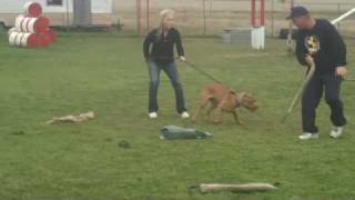 RAISING CAIN KENNELS XXL RED NOSE PITBULLS MOJO 7MTHS OLD TRAINING IN PROTECTION WORK [upl. by Marika993]