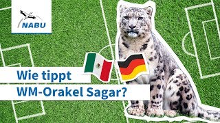 Wie tippt WMOrakel Sagar Deutschland vs Mexiko [upl. by Asteria]