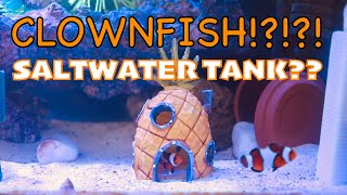 Basic clownfish tank setup [upl. by Atsev899]