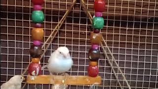 Zebra Finch baby 🧡 [upl. by Moreen157]