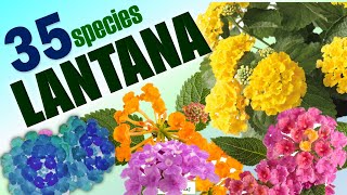 35 LANTANA SPECIES  HERB STORIES [upl. by Nemracledairam]