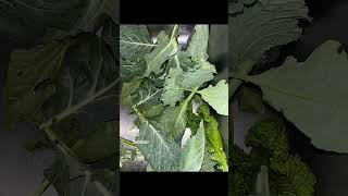 Collard Greens homegrown [upl. by Anica]