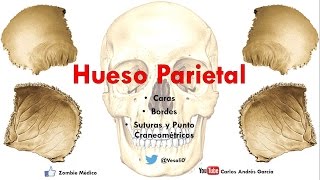 Anatomía  Hueso Parietal Caras Bordes [upl. by Solana]